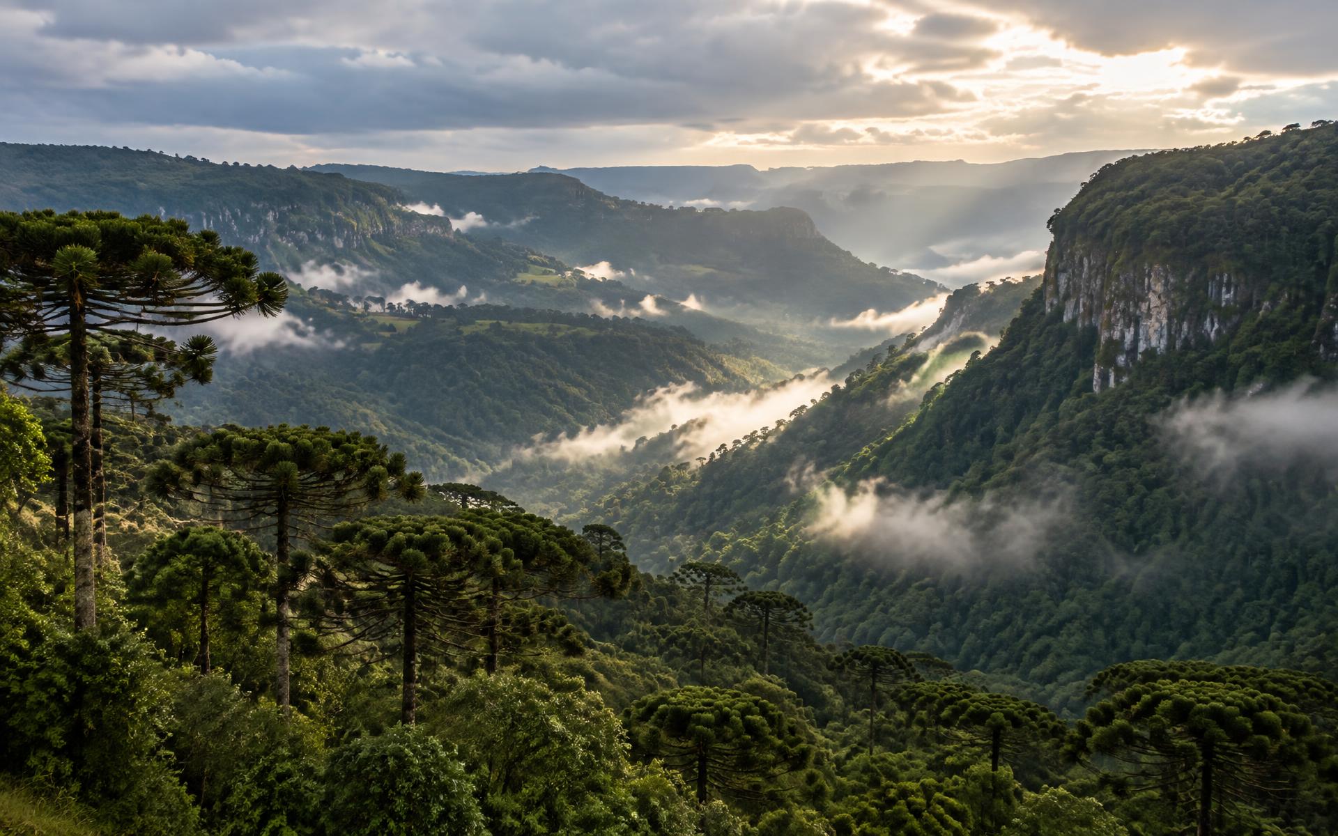 Vales, araucárias e névoa na paisagem da Serra Gaúcha
